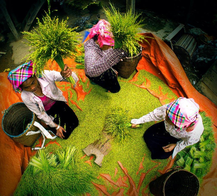 Gạo nếp Tú Lệ đã trở thành sản phẩm hàng hóa giúp người dân phát triển kinh tế, ổn định đời sống, từng bước thoát nghèo bền vững.