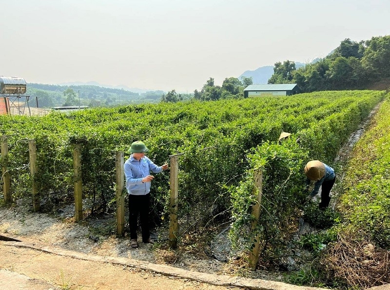 HTX Dược liệu Pù Mát đã tạo công ăn việc làm, tăng thu nhập cho gần 200 hộ dân với lợi nhuận từ 120-150 triệu đồng/năm.