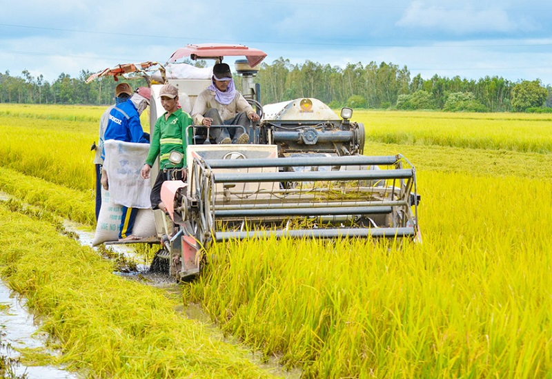 Nhiều HTX nông nghiệp cũng đang chủ động thích ứng với chính sách thương mại xanh của các thị trường xuất khẩu, trong đó các khâu làm đất, gieo sạ, phun thuốc bảo vệ thực vật, chăm sóc thu hoạch đều bằng máy móc.
