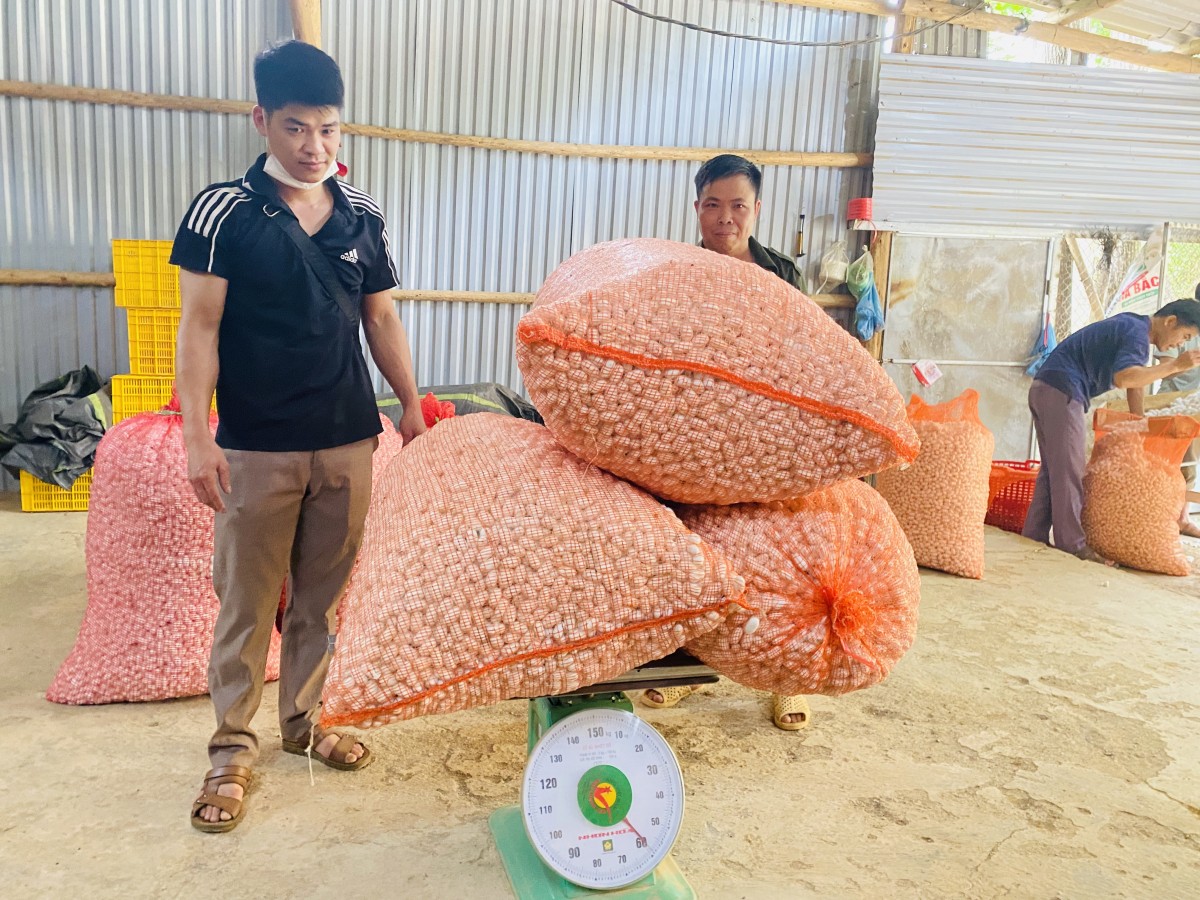 Ngoài thu mua dâu, HTX còn thu mua kén tằm của người dân.