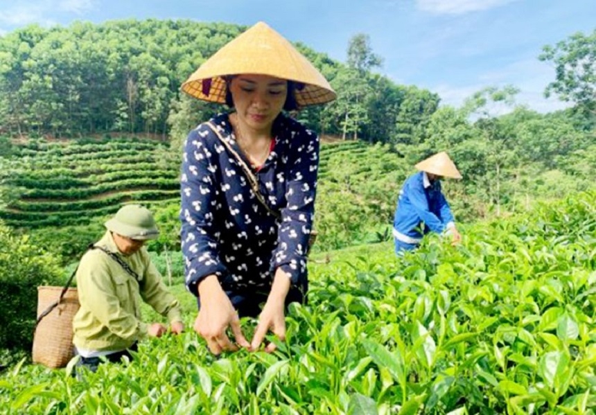 HTX dịch vụ nông lâm nghiệp Bình Sơn khẳng định thương hiệu với các sản phẩm chè, mật ong, trà cà gai leo đạt tiêu chuẩn OCOP.