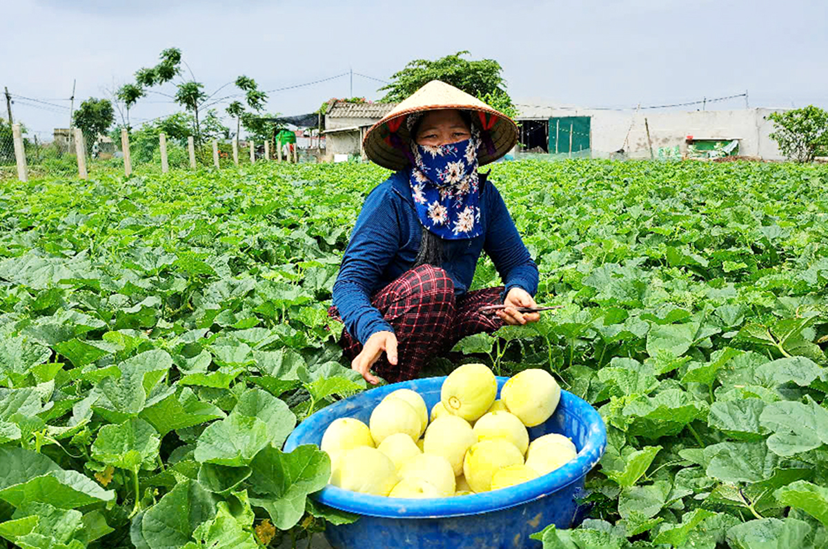 Liên kết sản xuất thông minh hơn là cách làm giàu của nông dân Kim Trung.
