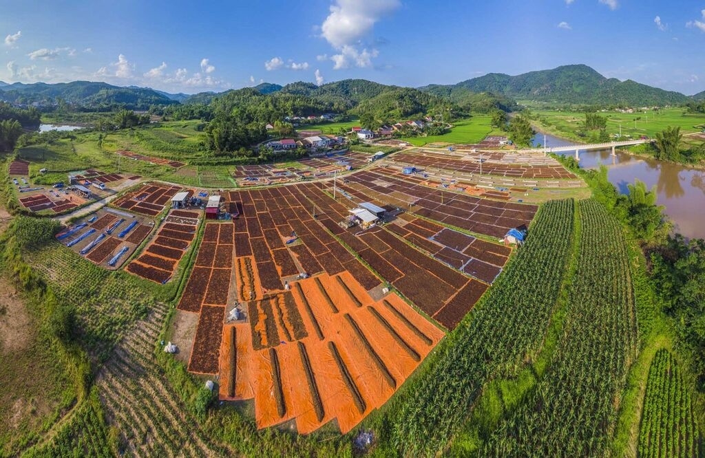 Người dân xã Điềm He sơ chế, phơi hoa hồi.