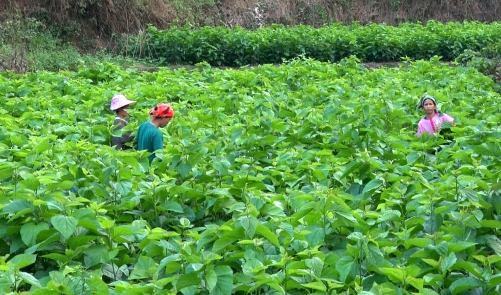 Nhiều hộ dân trồng dâu tằm để bán cho HTX đã có thu nhập ổn định.