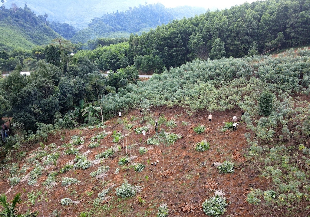 Việc cơ cấu lại các loại cây trồng có giá trị cao hơn sẽ giúp đời sống của người dân ở xã Trà Giáp &lpar;mới&rpar; ngày càng được nâng lên.