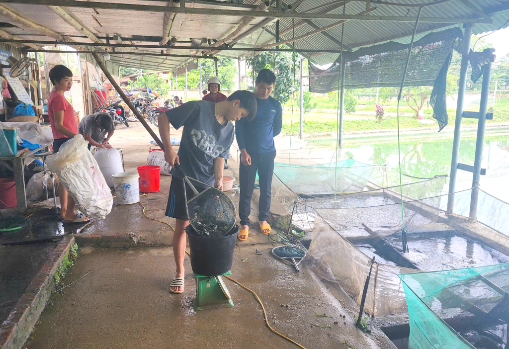 Cho giá trị kinh tế cao nên nhu cầu mua cá giống của người dân, HTX cũng cao.