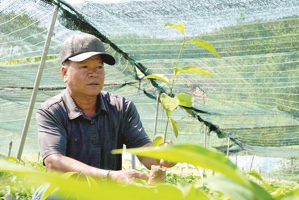 HTX Sản xuất nông - lâm nghiệp - kinh doanh - dịch vụ tổng hợp Ngọc Quế hỗ trợ giống cây quế cho người dân ở Trà Giáp.