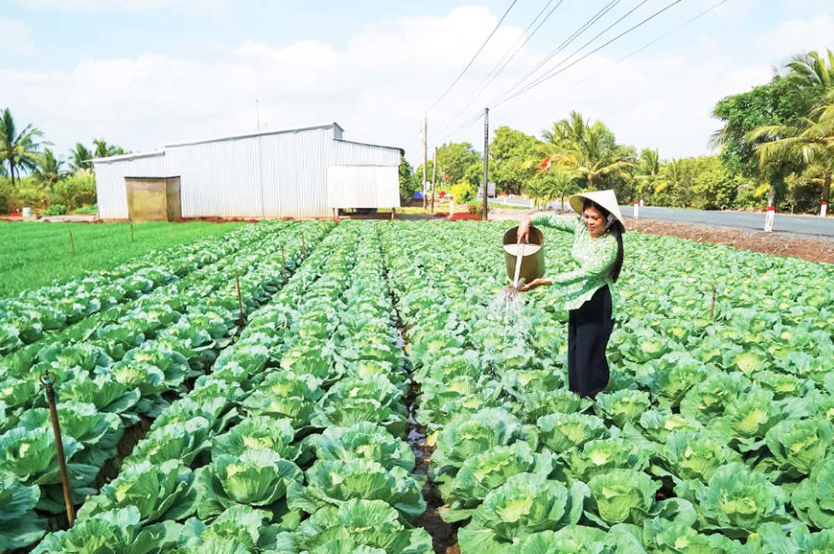 Các HTX đang đóng vai trò tích cực trong quá trình chuyển đổi cơ cấu nông nghiệp, xóa đói giảm nghèo ở Khánh Bình Tây.