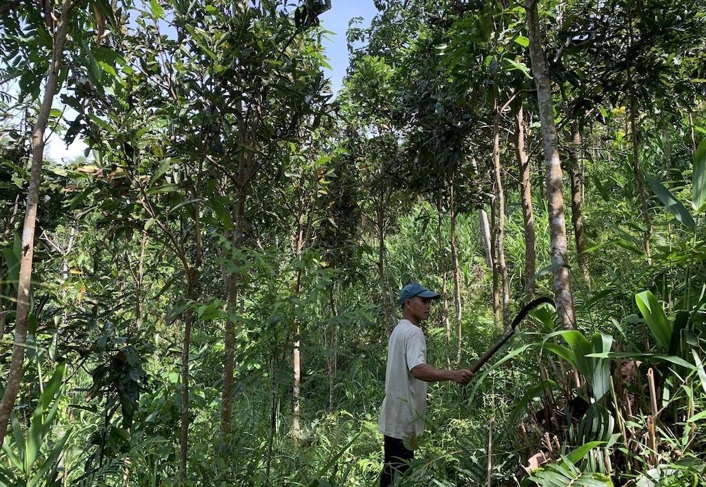 Chuỗi liên kết trồng cây quế bản địa đã và đang mở ra cánh cửa thoát nghèo cho người dân ở Trà Giáp.