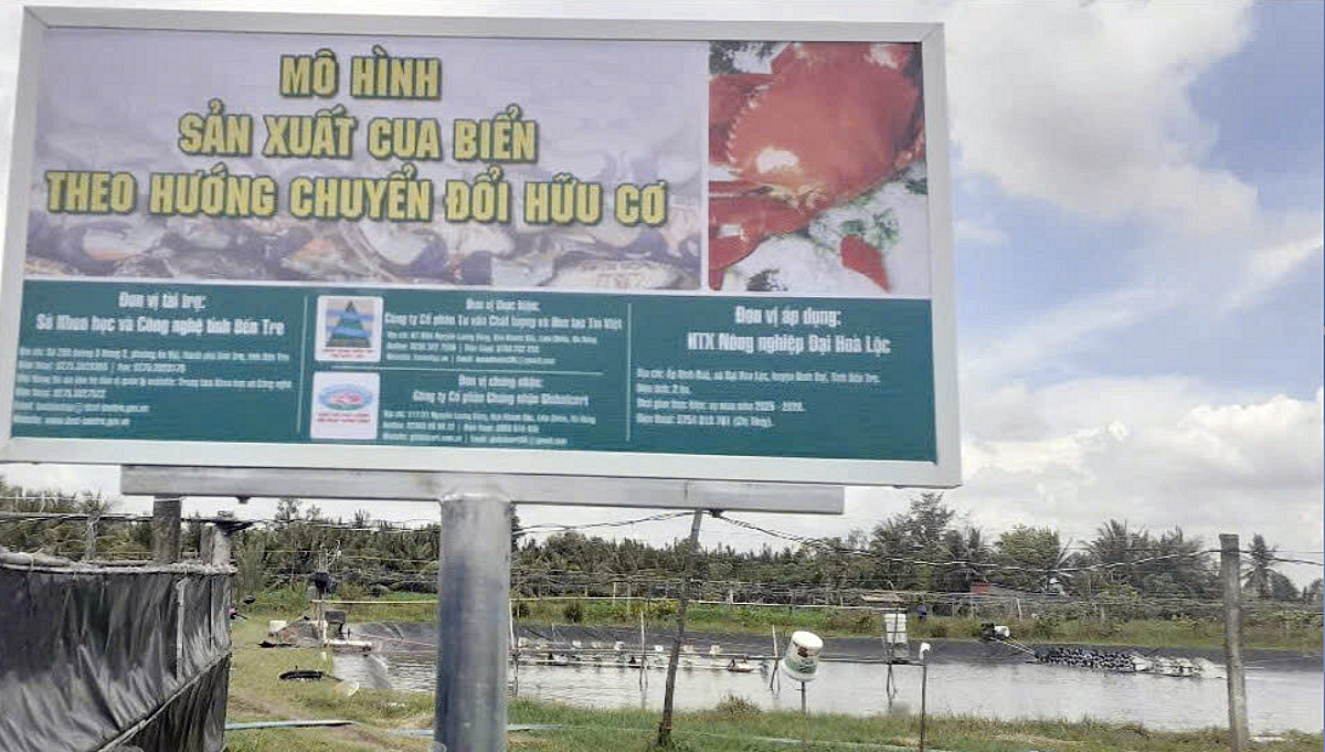 Mô hình nuôi cua biển theo hướng hữu cơ của thành viên HTX Đại Hòa Lộc.