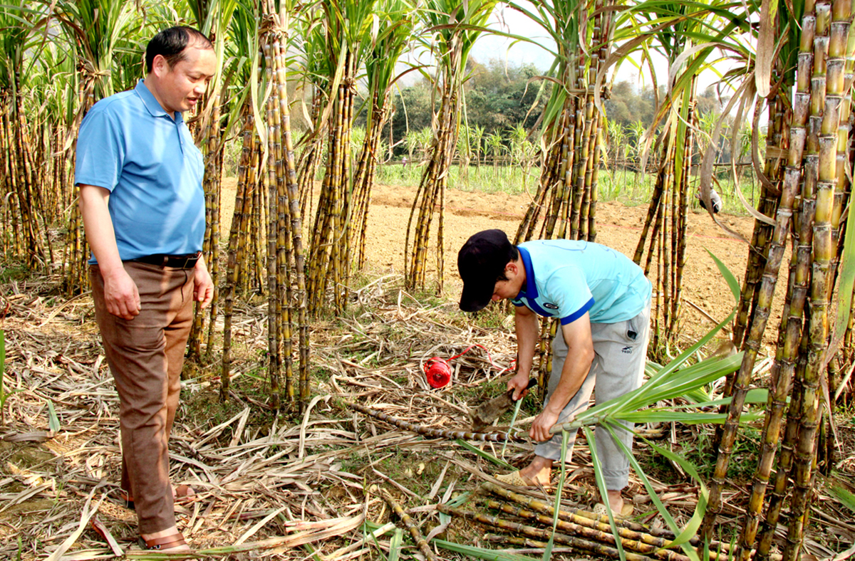 Đông Hà &lpar;trước sắp xếp&rpar; là một trong những địa phương đi đầu trong phát triển kinh tế nông thôn.