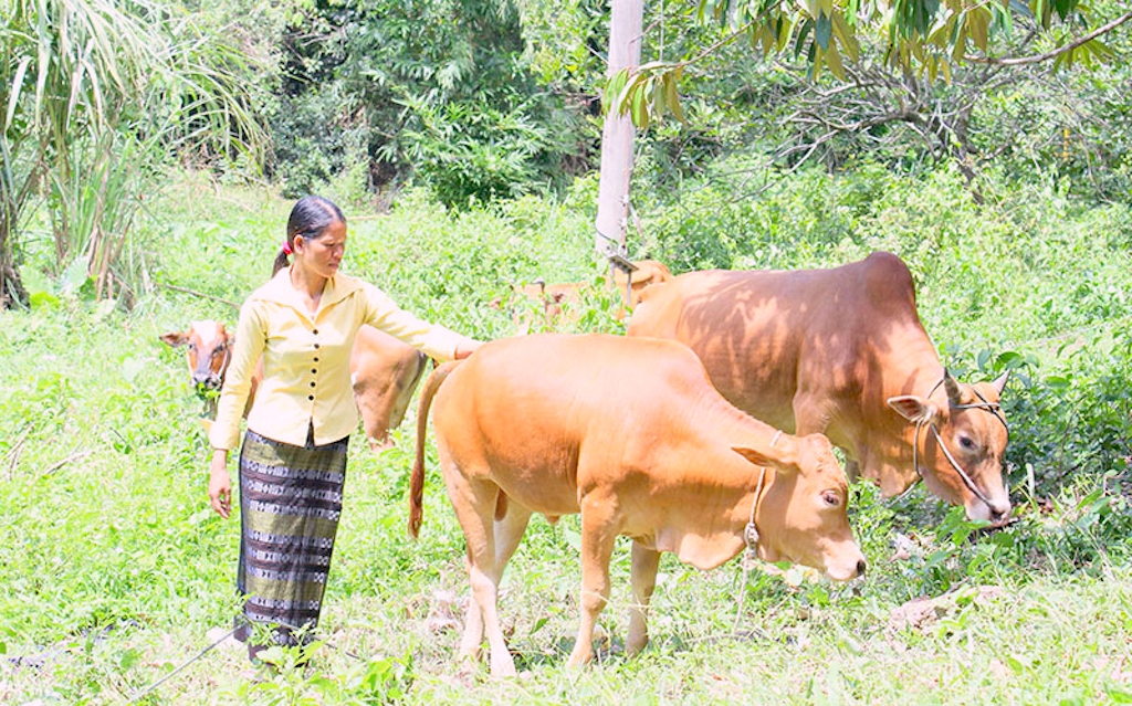 Đồng bào dân tộc thiểu số mong muốn có HTX chăn nuôi bò trên vùng đất A Ngo.