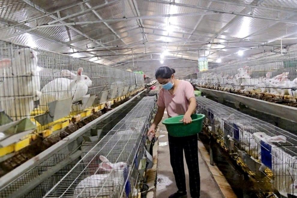 Trang trại chăn nuôi thỏ tại HTX Sản xuất và dịch vụ nông nghiệp Hoàng Trung, tỉnh Lạng Sơn.