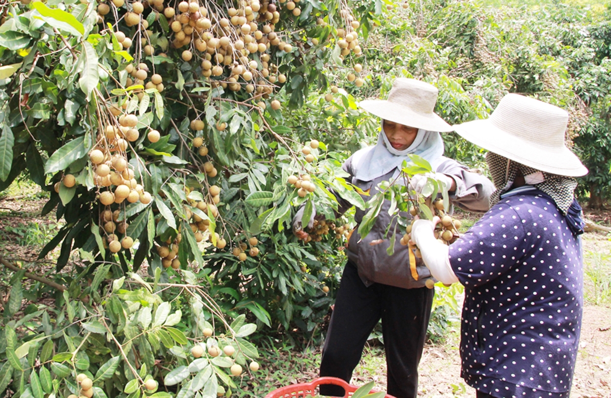 Các HTX, tổ hợp tác đang đóng góp tích cực vào công tác xóa đói, giảm nghèo tại địa phương.
