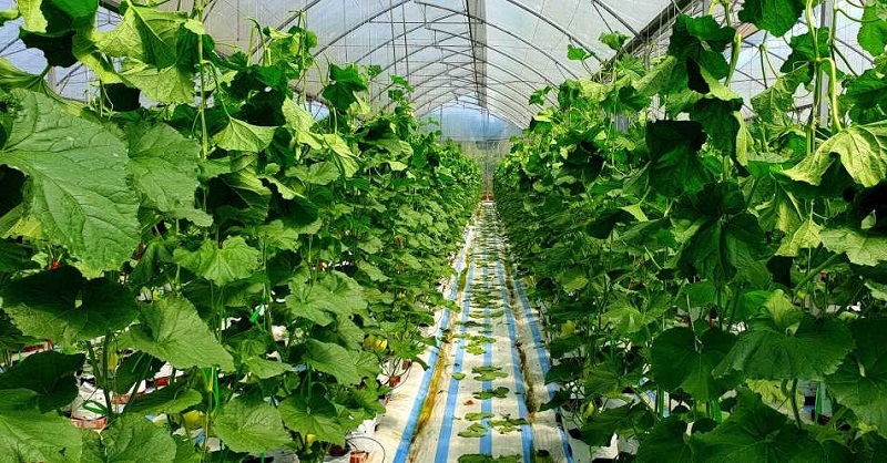 Mô hình trồng rau sạch tại HTX Dịch vụ nông nghiệp chất lượng cao Hoa Phong.