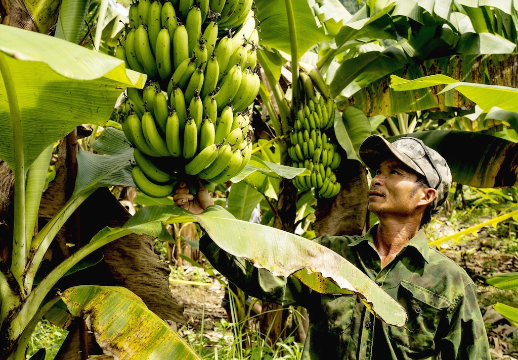 HTX Nông nghiệp và Dịch vụ Tổng hợp Vân Kiều – Pa Kô với mô hình trồng và sơ chế chuối tiêu hồng ở xã A Bung &lpar;cũ&rpar;.