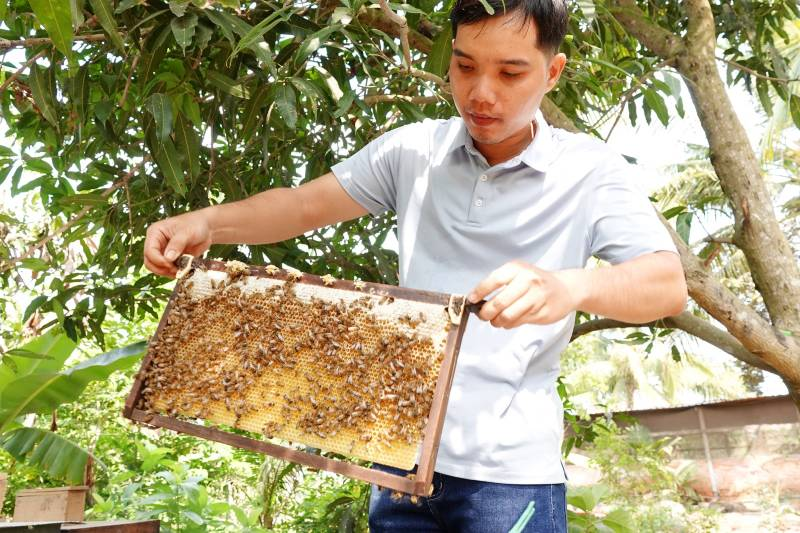 Anh Hoàng Văn Cương, thành viên HTX Dịch vụ nông nghiệp Quảng Hồng, đang duy trì khoảng 100 đàn ong, cho sản lượng khoảng 500 lít mật mỗi năm, mang về thu nhập gần 200 triệu đồng.