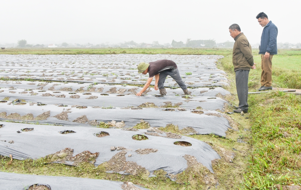 Các HTX ở Đầm Hà với sự năng động, hiệu quả cao đang đóng góp tích cực vào tiến trình xây dựng nông thôn mới.