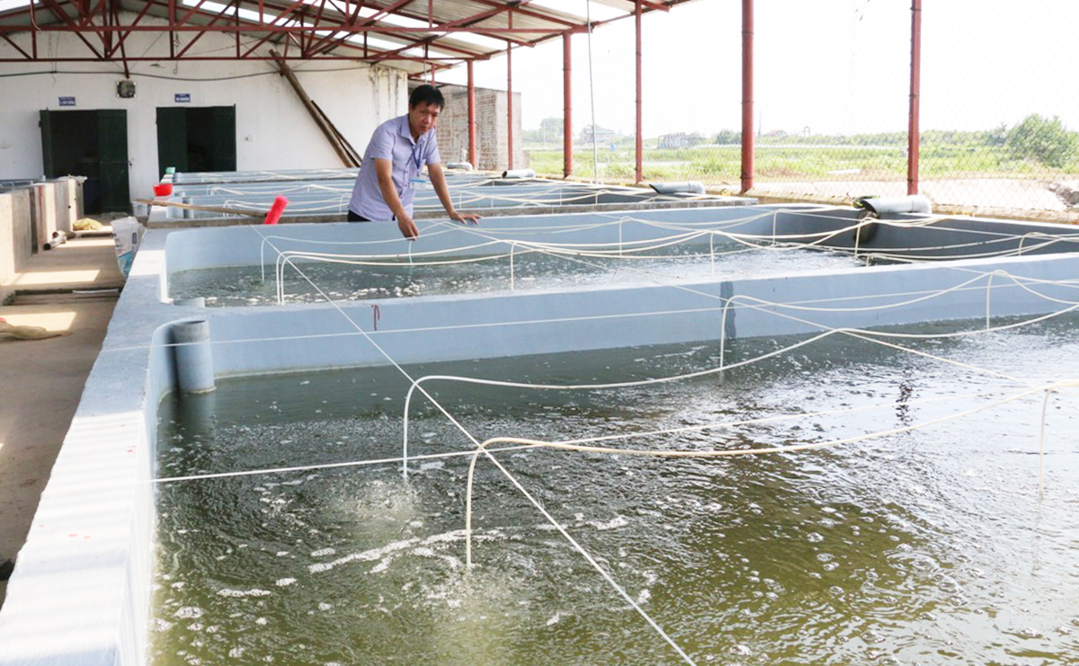 Thành công của các mô hình kinh tế hiện đại là nền tảng xây dựng nông thôn mới ở Đầm Hà.