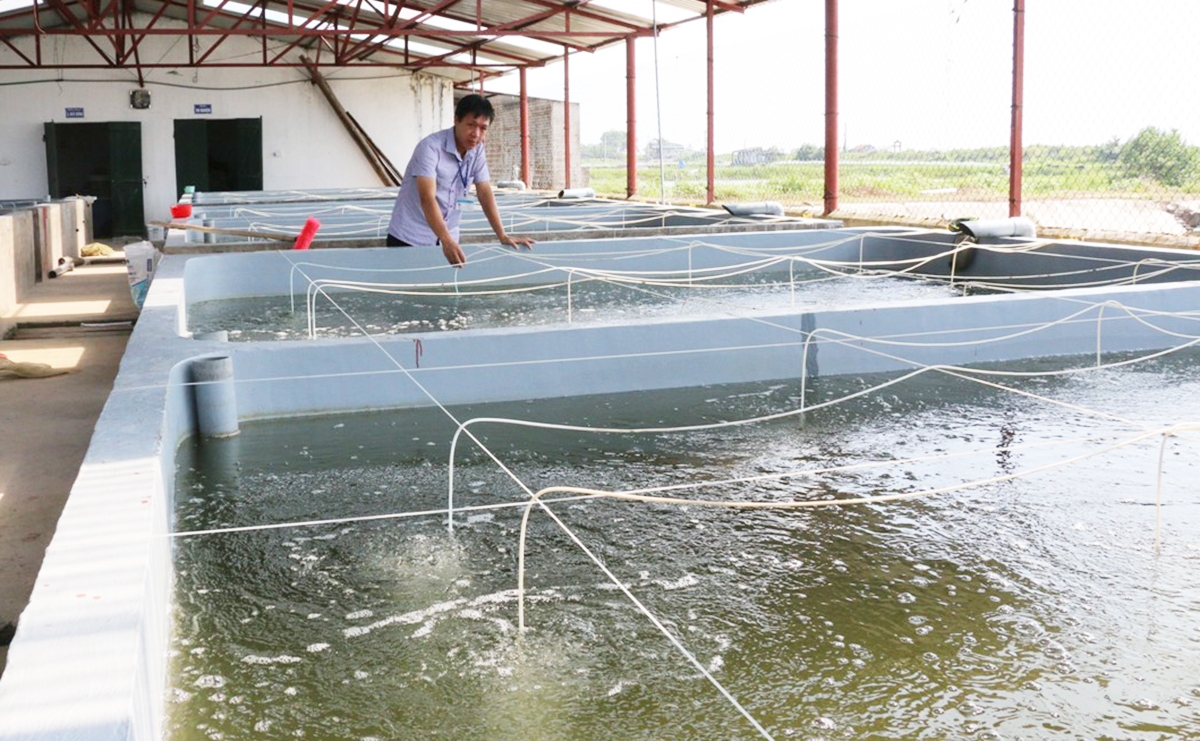 Thành công của các mô hình kinh tế hiện đại là nền tảng xây dựng nông thôn mới ở Đầm Hà.