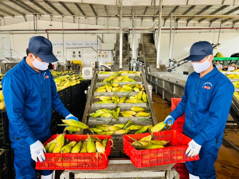 Dây chuyền đồ hộp giấy dành cho rau quả, là cơ sở để bà con nông dân và các HTX tại tỉnh Sơn La thực hiện chuỗi liên kết giá trị, phát triển vùng nguyên liệu đảm bảo chất lượng.