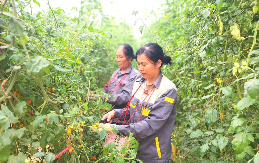 Nhiều HTX ở Cao Bằng được hỗ trợ để mở rộng sản xuất kinh doanh, ứng dụng khoa học công nghệ.