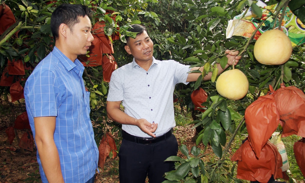 Để xóa nghèo, xã Trường Giang &lpar;nay thuộc xã Nghĩa Phương&rpar; chủ động phát huy lợi thế vườn đồi.