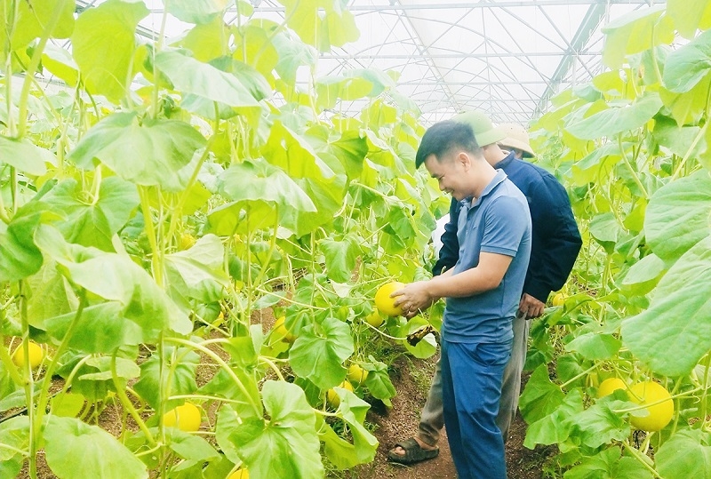 Nông dân, HTX tỉnh Nghệ An đang gây ấn tượng mạnh với các mô hình nông nghiệp công nghệ cao.