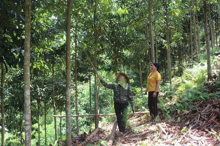 Lâm nghiệp là thế mạnh của cả Thái Nguyên và Bắc Kạn &lpar;cũ&rpar;