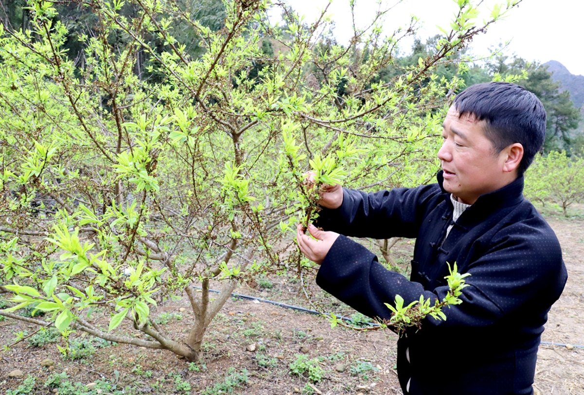 Tham gia các HTX giúp nông dân có điểm tựa vững vàng hơn để thoát nghèo, làm giàu &lpar;Ảnh: BTQ&rpar;.