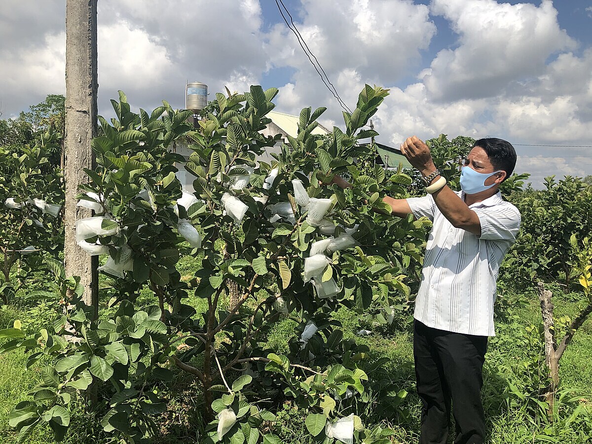 Nhiều HTX giúp người dân có nguồn thu hàng trăm triệu đồng mỗi năm.