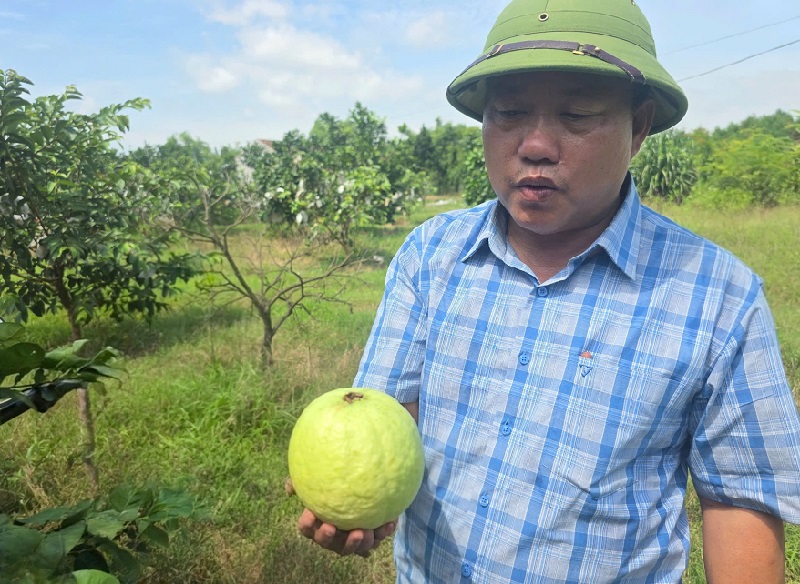 Chất lượng cây trồng và sản phẩm ổi tại HTX Dịch vụ nông nghiệp Đại Sơn do ông Nguyễn Trọng Bình làm Giám đốc được công nhận chuẩn OCOP 3 sao.