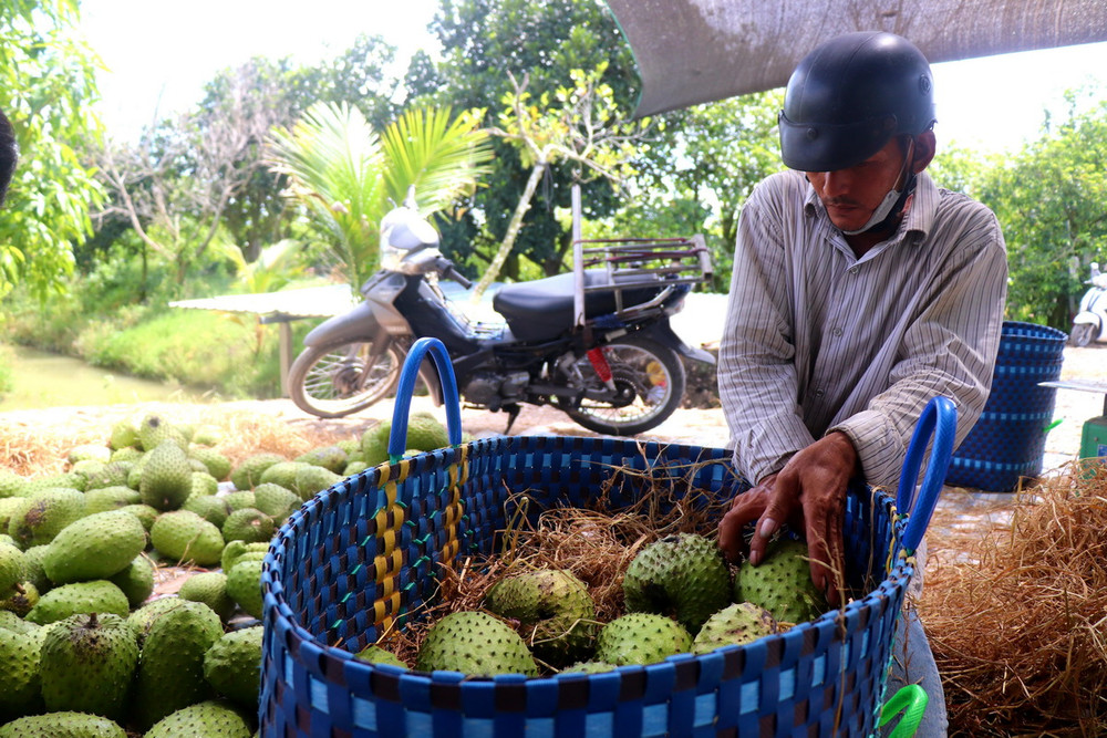 Mãng cầu xiêm trồng theo hướng hàng hóa và chế biến sâu giúp nâng cao giá trị kinh tế.