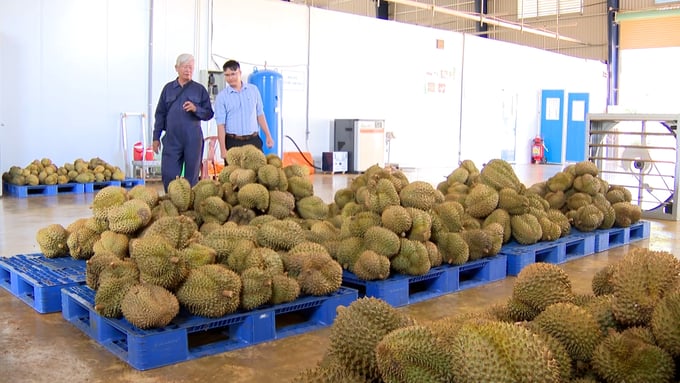 Nhiều HTX đã được cấp mã số vùng trồng để xuất khẩu sầu riêng.