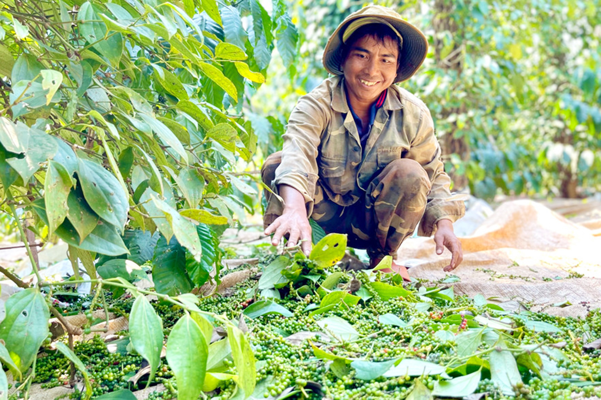 Liên kết hình thành chuỗi giá trị giúp nông dân, HTX ở Gia Lai nâng cao giá trị sản xuất &lpar;Ảnh: Vũ Thảo&rpar;.