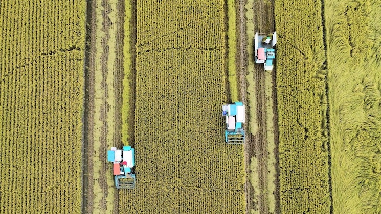 Cần Thơ có thêm nhiều cơ hội để phát triển ngành lúa gạo sau khi sáp nhập.