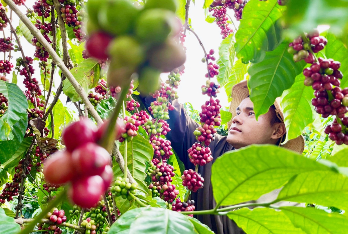 Nông nghiệp hữu cơ là nền tảng phát triển kinh tế, xóa đói giảm nghèo ở Gia Lai &lpar;Ảnh: Vũ Thảo&rpar;.