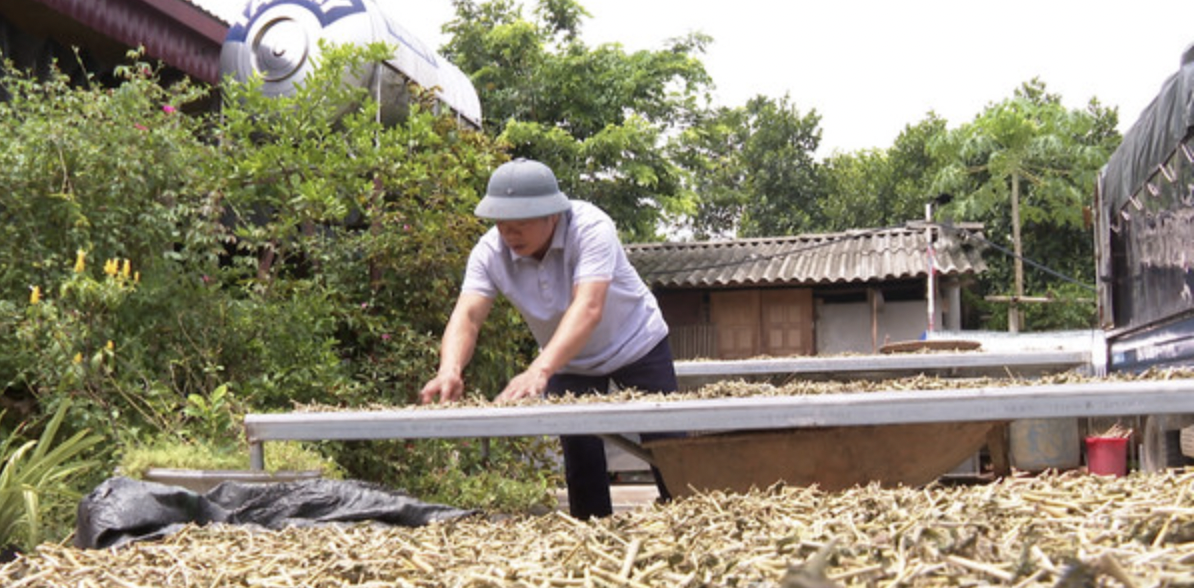 HTX Nông sản - Dược liệu Mạnh Hương liên kết với người dân trong việc trồng và thu mua nông sản, dược liệu thô.