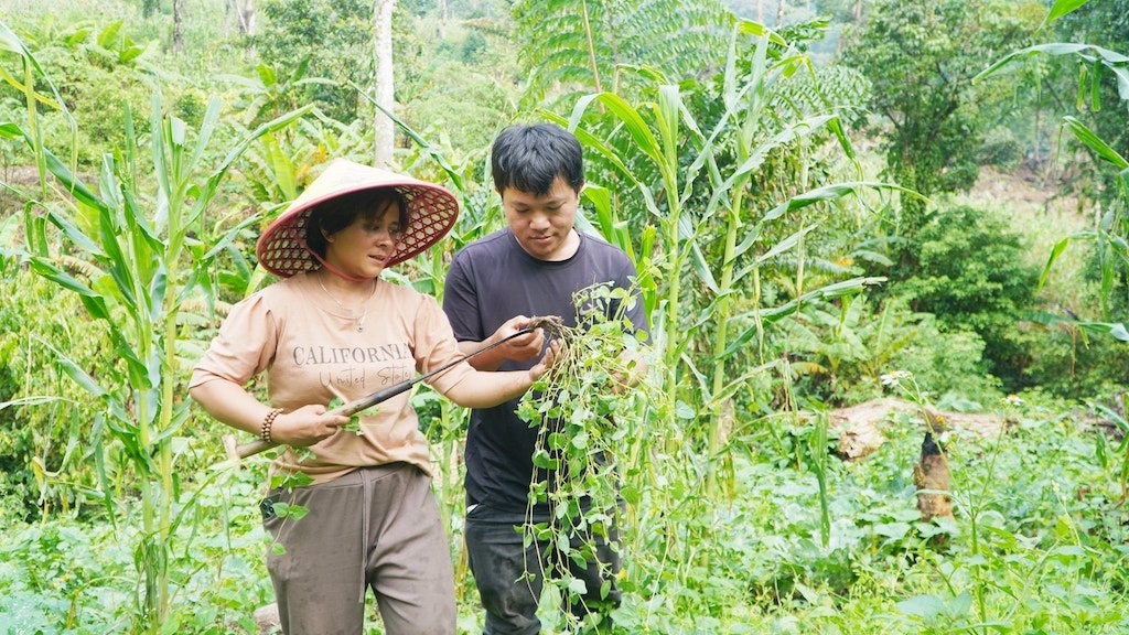 Bà con dân tộc thiểu số ở xã Hùng Sơn &lpar;mới&rpar; tăng thu nhập nhờ tận dụng nguồn dược liệu bản địa.