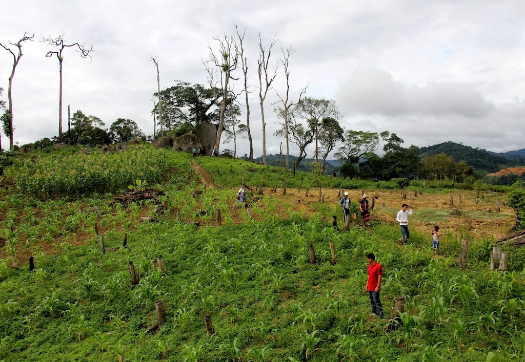 Trên địa bàn xã Hùng Sơn &lpar;mới&rpar; đang phát triển mô hình HTX liên kết trồng cây dược liệu giúp bà con dân tộc thiểu số cải thiện sinh kế.