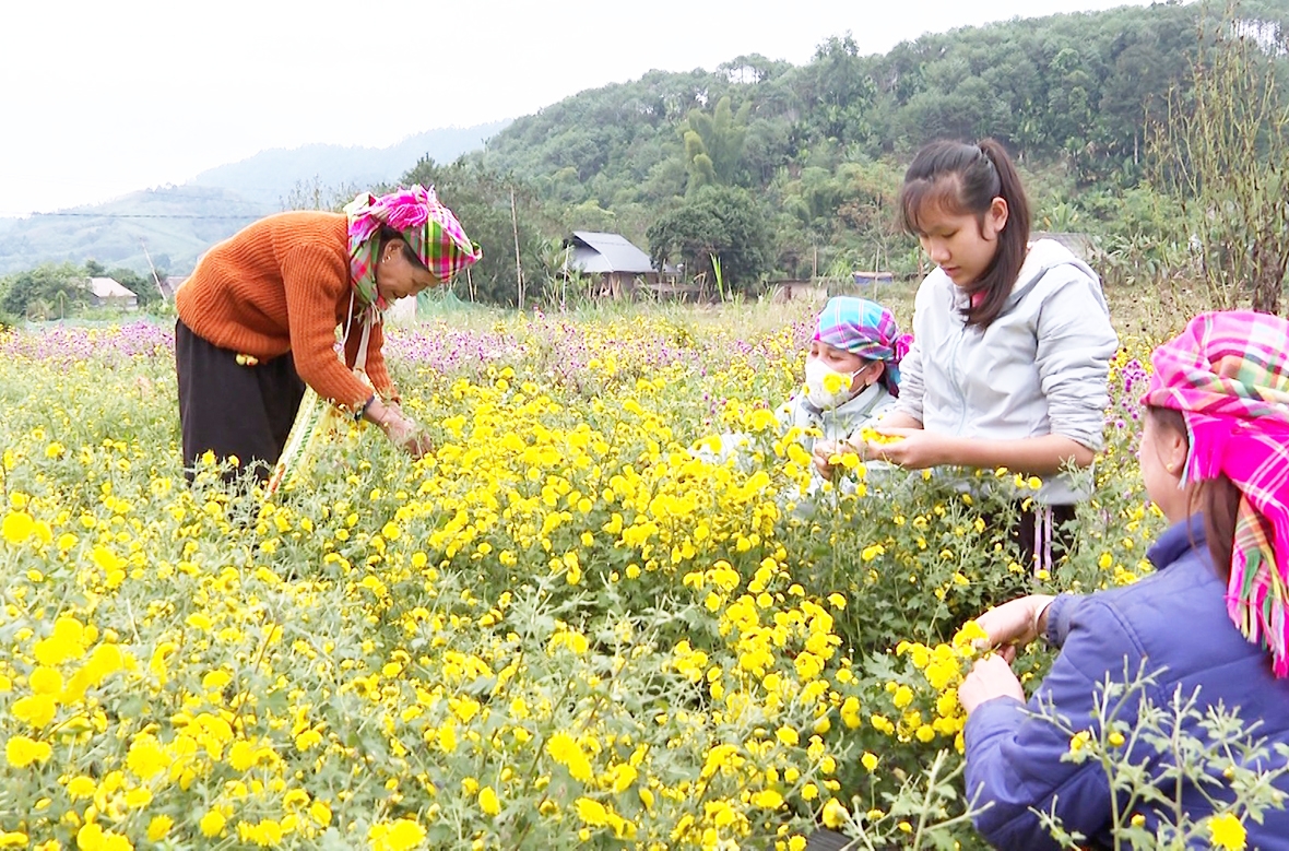 Các mô hình sản xuất mới tạo động lực xây dựng nông thôn mới ở nhiều địa phương tỉnh Lào Cai &lpar;Ảnh: BLC&rpar;.