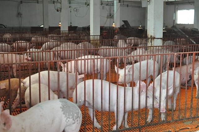 Chuỗi sản xuất và tiêu thụ thực phẩm A-Z của HTX Hoàng Long vận hành hiệu quả, giúp tạo việc làm ổn định cho người dân địa phương.