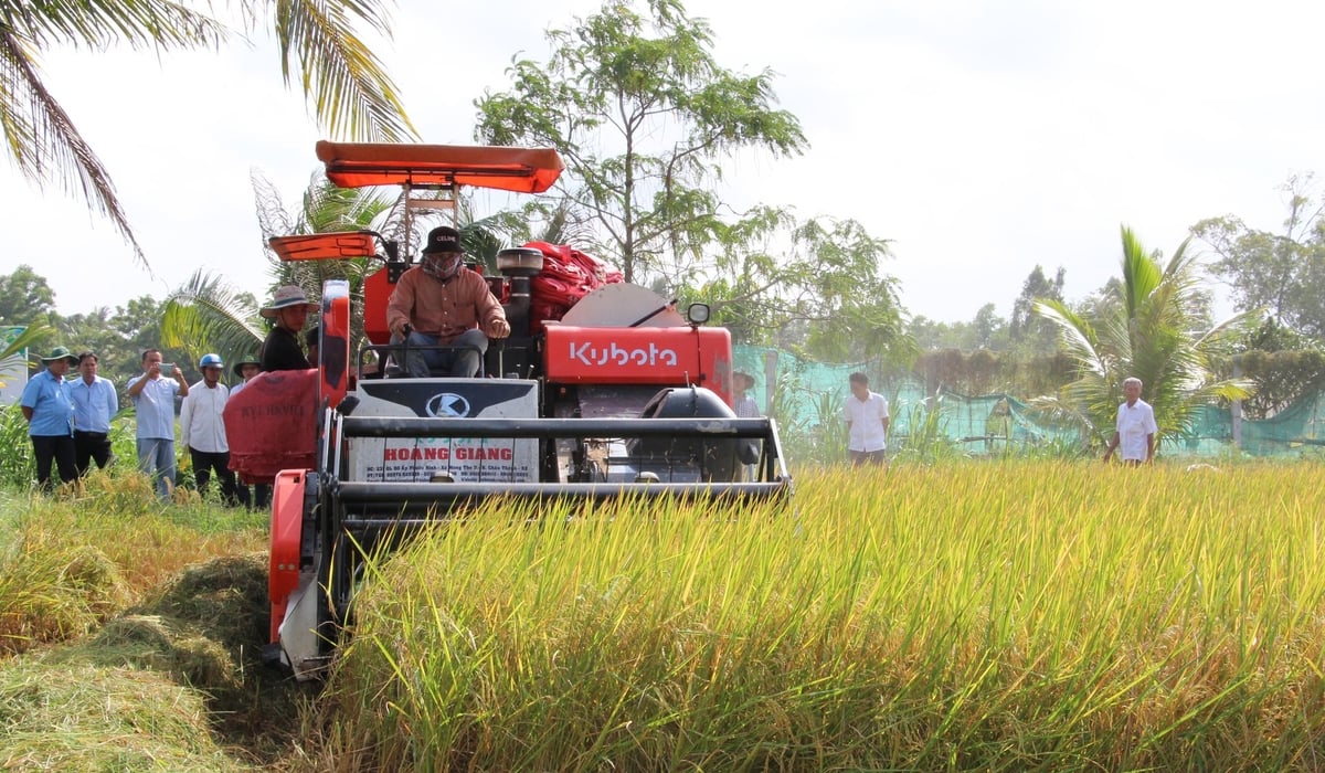 Trước ngày 1/7/2025, diện tích thu hoạch lúa bằng máy gặt đập liên hợp trên địa bàn tỉnh Trà Vinh đạt 98%.