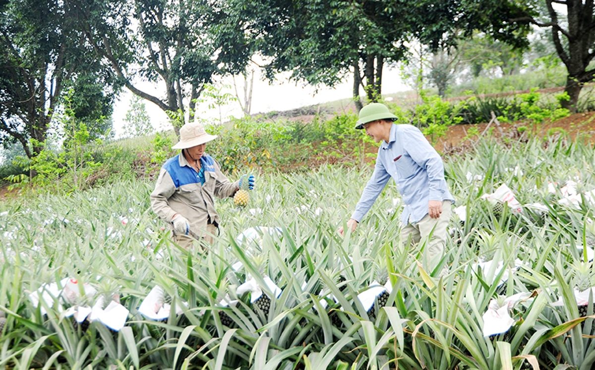 Các HTX có vai trò quan trọng trong việc phát triển thương hiệu dứa Hương Sơn.