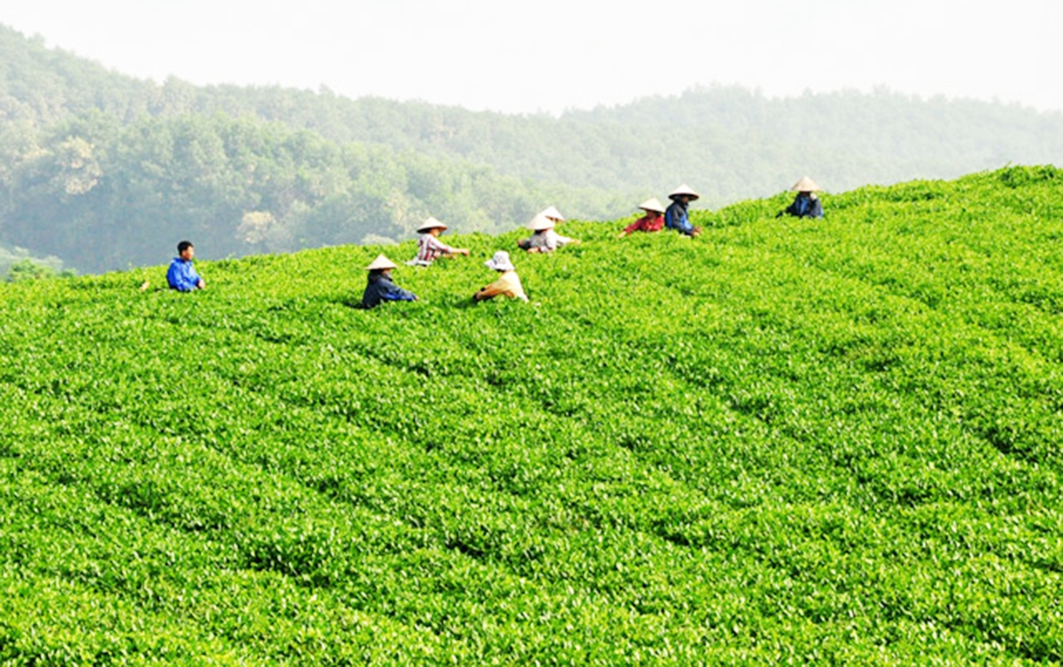 Sản xuất bài bản giúp nông dân, HTX ở Tuyên Quang nâng cao giá trị kinh tế.