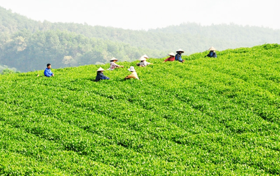 Sản xuất bài bản giúp nông dân, HTX ở Tuyên Quang nâng cao giá trị kinh tế.