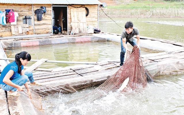 Nuôi cá lồng là một trong những ngành chủ lực của HTX Lê Hồng Phong.