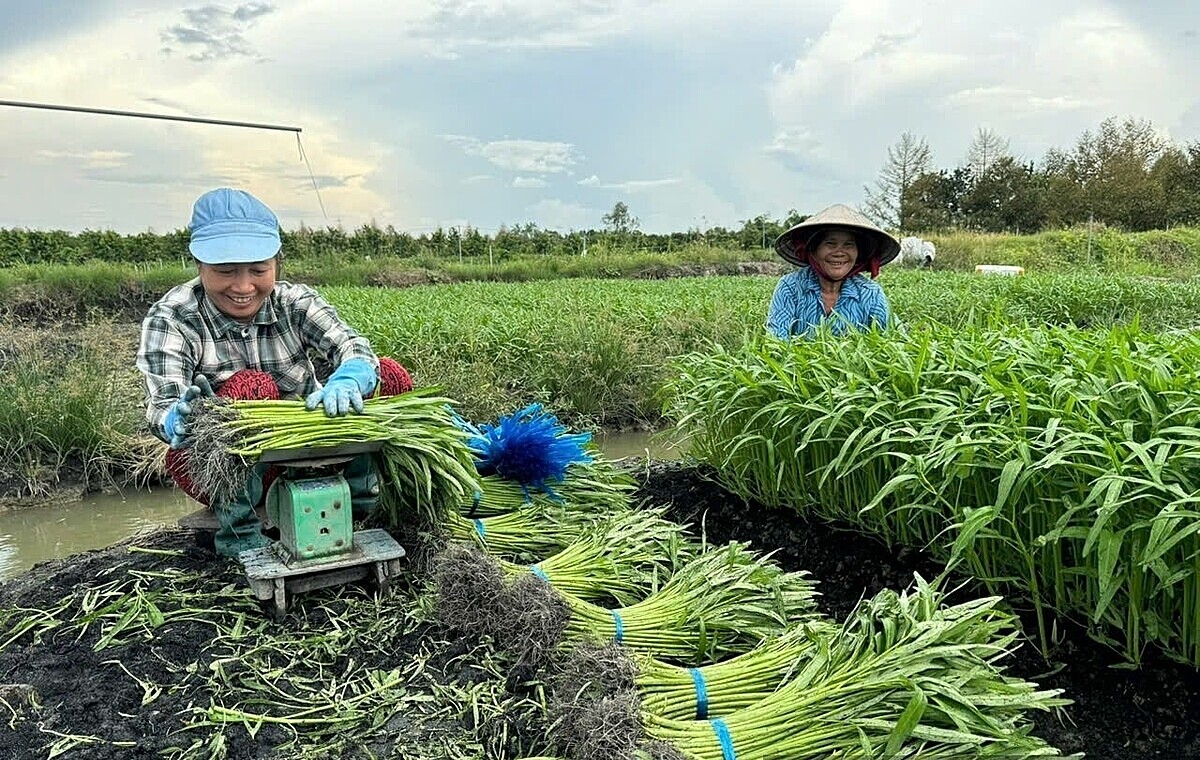 Nâng giá trị cây rau muống nhờ mô hình HTX.
