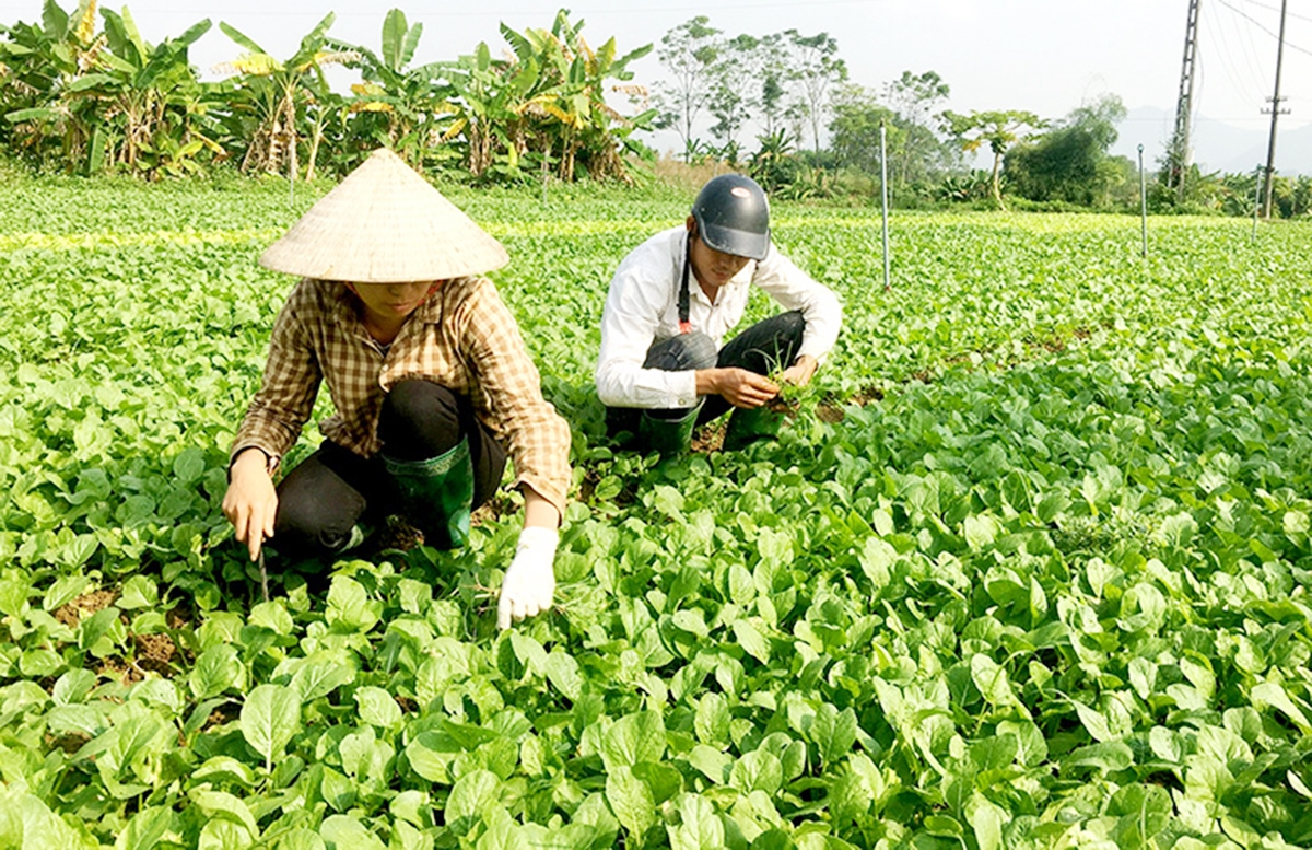 Vào HTX giúp nông dân Tuyên Quang có thêm nội lực để thoát nghèo, làm giàu.