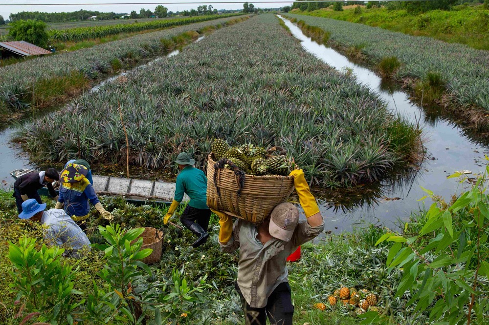 Tạo điều kiện để các HTX liên kết, phát triển chuỗi giá trị quy mô lớn.